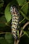 Mopane Worm (Gonimbrasia belina), a delicacy in southern Africa