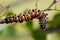 Mopane worm on leaf