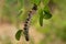 Mopane worm on leaf