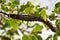 Mopane worm on leaf