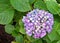 Mophead Hydrangea `Enziandom`