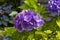 A mophead Hydrangea macrophylla blossom