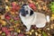 Mops in autumn leaves