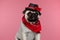 Mops puppy dog wearing a red bandana with black hat