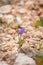 Moraea sisyrinchium or Gynandriris sisyrinchium, also known as the barbary nut. Small irises. Easily found in Turkey