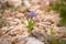 Moraea sisyrinchium or Gynandriris sisyrinchium, also known as barbary nut. Wild small irises. Easily found in Turkey