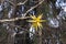 Moravian Star In A Tree