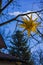 Moravian Star In A Tree