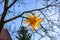 Moravian Star in a Tree