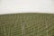 Moravian vineyard in spring