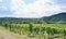 Moravian vineyards Sobes.