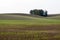 Moravian wavy fields.