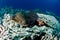 Moray Eel and coral table, underwater, Red Sea, Egypt