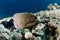 Moray Eel and coral table, underwater, Red Sea, Egypt