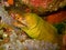 Moray eel in crevice