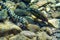 Moray eel fish â€“ Grey Moray, scientific name is Sidereai sea,