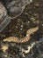 Moray eel found on the Trail of Abreu in Noronha