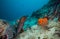 Moray eel hidden under coral reef