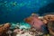 Moray eel hidden under coral reef