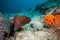 Moray eel hidden under coral reef