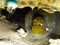 Moray Eel hiding under a rock