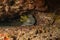 A Moray eel Mooray lycodontis undulatus in the Red Sea, Eilat Israel