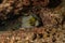 A Moray eel Mooray lycodontis undulatus in the Red Sea, Eilat Israel