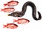 Moray eel and red fishes