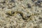 Moray eel under water in shallow sea coral reef