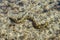 Moray eel under water in shallow sea coral reef