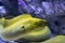 Moray eels Muraena fish in the aquarium