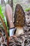 Morchella conica and hand made mushroom knife