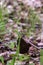 Morchella. Earlier summer in the forest on the island of Yagry in Severodvinsk. A mottled woodpecker on a tree trunk