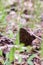 Morchella. Earlier summer in the forest on the island of Yagry in Severodvinsk. A mottled woodpecker on a tree trunk