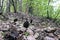 Morchella. Earlier summer in the forest on the island of Yagry in Severodvinsk. A mottled woodpecker on a tree trunk