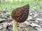 Morchella. Earlier summer in the forest on the island of Yagry in Severodvinsk. A mottled woodpecker on a tree trunk