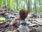 Morchella. Earlier summer in the forest on the island of Yagry in Severodvinsk. A mottled woodpecker on a tree trunk