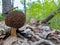 Morchella. Earlier summer in the forest on the island of Yagry in Severodvinsk. A mottled woodpecker on a tree trunk