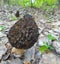 Morchella. Earlier summer in the forest on the island of Yagry in Severodvinsk. A mottled woodpecker on a tree trunk