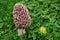 Morchella  edible and gourmet mushroom on the grass.