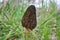 Morchella elata is also known as black morel