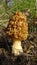 Morchella esculenta, commonly known as common morel, morel, yellow morel, true morel, morel mushroom, and sponge morel is a