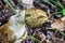 Morchella esculenta mushroom