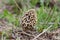 Morchella esculenta. Spring mushroom.