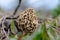 Morchella esculenta. Spring mushroom.