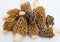 Morchella Morels Sponge Mushrooms