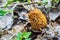 Morchella mushroom, true morels growing in forest in spring day