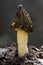 Morchella semilibera, Mitrophora semilibera, spring mushroom commonly called medium free morilla. Spain
