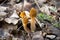 Morchella, the true morels, is a fungi with exotic honeycomb like cap