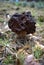 Morchella, the true morels, is a genus of edible mushrooms.